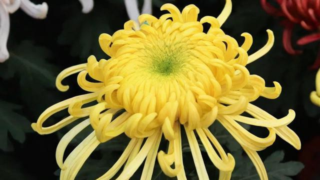 菊花的品质:从文化价值到科学种植全解析 第3张 菊花的品质:从文化价值到科学种植全解析 第3张
