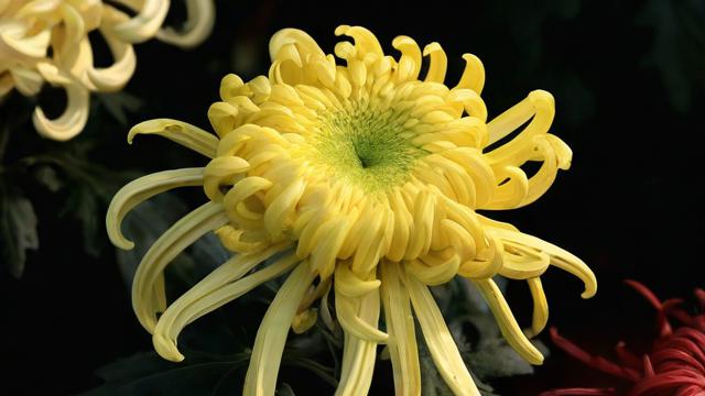 菊花的意义与文化价值:探索其在现代社会中的多重象征 第3张 菊花的意义与文化价值:探索其在现代社会中的多重象征 第3张