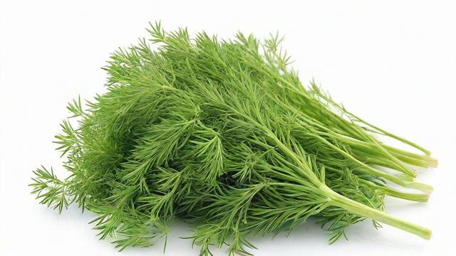 小茴香是什么?全面解析小茴香的定义、用途与健康价值 第2张 小茴香是什么?全面解析小茴香的定义、用途与健康价值 第2张