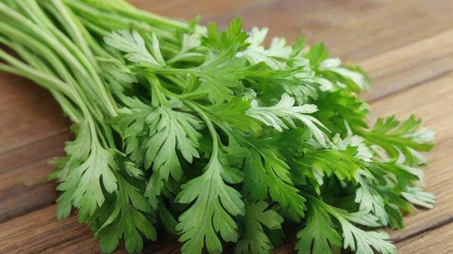 艾蒿是什么？全面解析这种传统草本植物的功效与日常应用