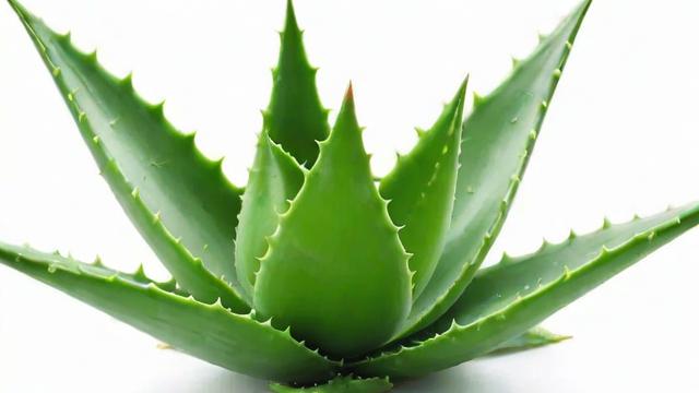 芦荟胶的用法全解析：从护肤步骤到祛痘印技巧，一篇搞定