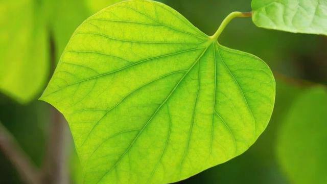 叶子的作用：光合作用、生态贡献与保护措施全解析  第3张