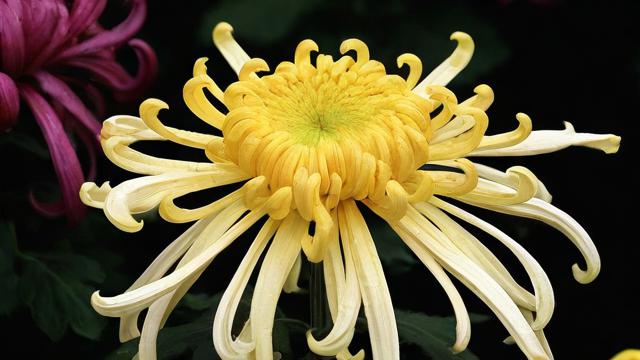 菊花的多重含义及文化价值解析：从植物学到艺术表现