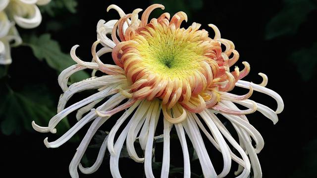菊花的多重含义及文化价值解析:从植物学到艺术表现 第2张 菊花的多重含义及文化价值解析:从植物学到艺术表现 第2张