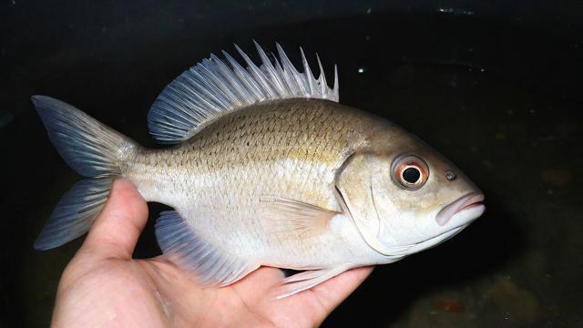 罗非鱼养殖技术与经济效益分析,掌握高产秘诀 第2张 罗非鱼养殖技术与经济效益分析,掌握高产秘诀 第2张