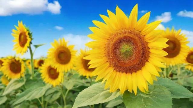 向日葵的花：从花语到栽培技巧全面解析