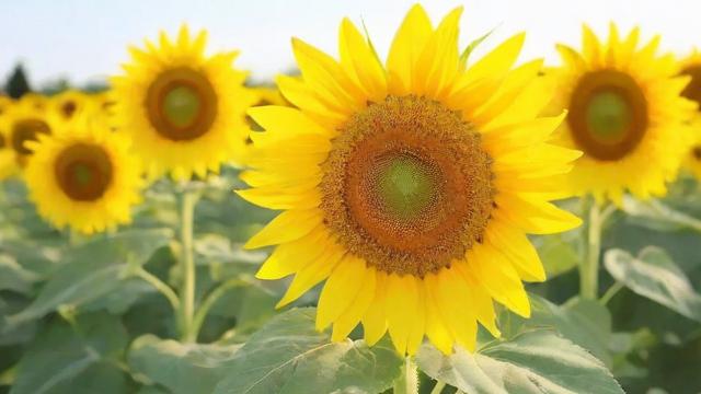 向日葵的花:从花语到栽培技巧全面解析 第2张 向日葵的花:从花语到栽培技巧全面解析 第2张