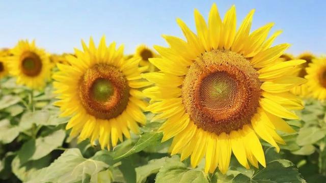 向日葵的花:从花语到栽培技巧全面解析 第3张 向日葵的花:从花语到栽培技巧全面解析 第3张