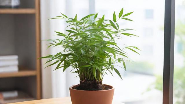 文竹怎么养才能枝繁叶茂？全面养护指南与技巧