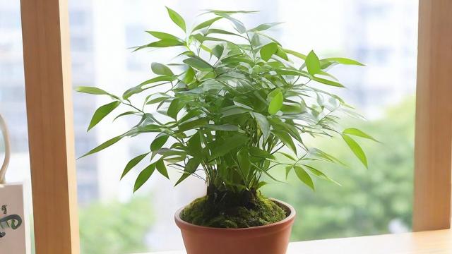 文竹怎么养才能枝繁叶茂?全面养护指南与技巧 第2张 文竹怎么养才能枝繁叶茂?全面养护指南与技巧 第2张