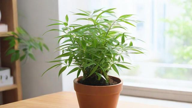 文竹怎么养才能枝繁叶茂?全面养护指南与技巧 第3张 文竹怎么养才能枝繁叶茂?全面养护指南与技巧 第3张
