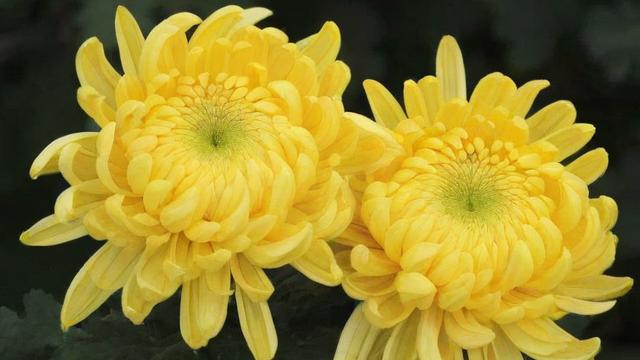 菊花可以吃吗 菊花食用方法及健康功效全解析