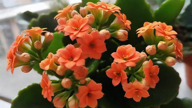 长寿花怎么养才能花开繁茂、茁壮成长？