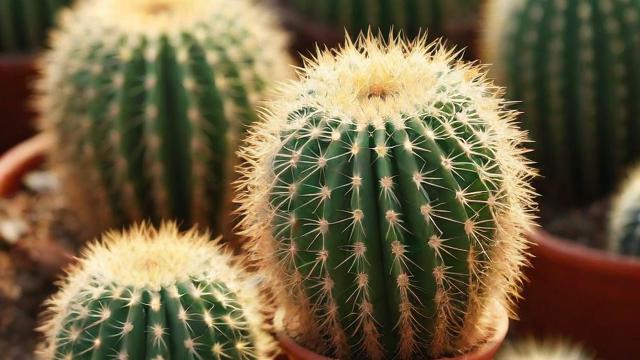 仙人掌作用大揭秘:药用、护肤、饮食全方位解析 第3张 仙人掌作用大揭秘:药用、护肤、饮食全方位解析 第3张