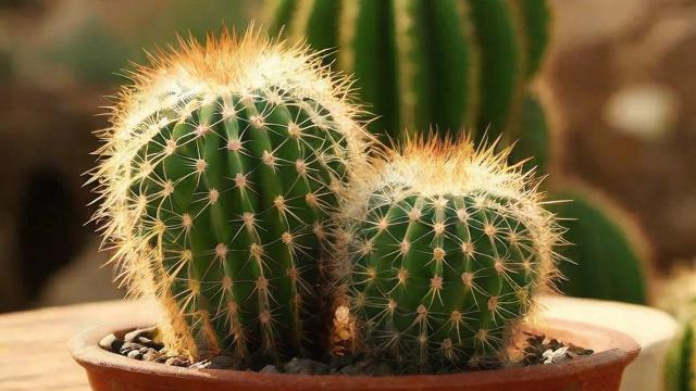 仙人掌作用大揭秘:药用、护肤、饮食全方位解析 第4张 仙人掌作用大揭秘:药用、护肤、饮食全方位解析 第4张