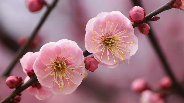 梅花代表什么:解读梅花的文化象征与精神内涵 第2张 梅花代表什么:解读梅花的文化象征与精神内涵 第2张