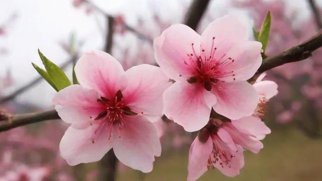 什么样的桃花最适合你的庭院?全面解析桃花品种与养护技巧 第2张 什么样的桃花最适合你的庭院?全面解析桃花品种与养护技巧 第2张