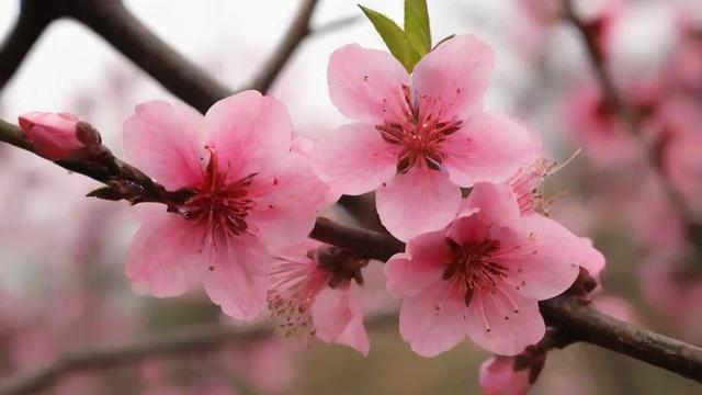 什么样的桃花最适合你的庭院?全面解析桃花品种与养护技巧 第3张 什么样的桃花最适合你的庭院?全面解析桃花品种与养护技巧 第3张