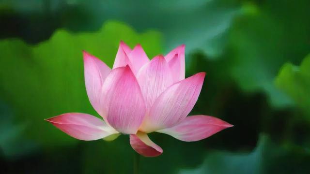 荷花代表什么：从传统文化到现代意义的深刻解读