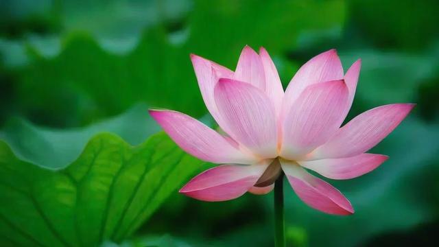 荷花代表什么:从传统文化到现代意义的深刻解读 第2张 荷花代表什么:从传统文化到现代意义的深刻解读 第2张