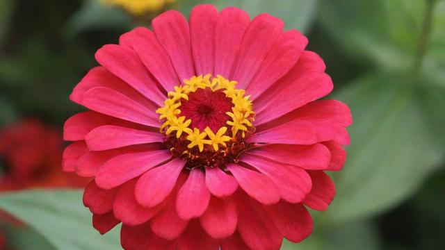 花心什么意思：深入解析花心的含义及应对策略