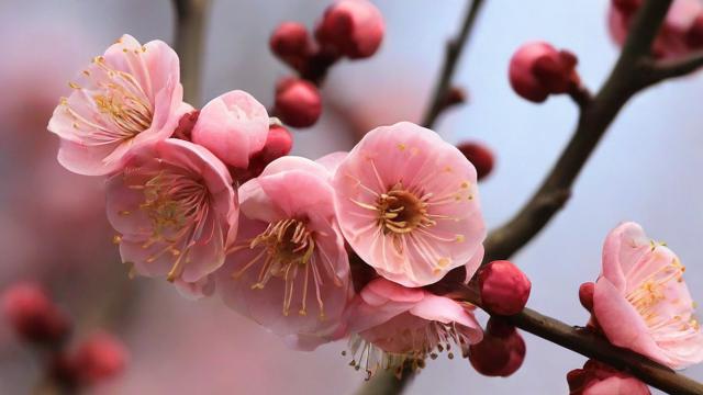 全面了解梅花的介绍：品种、文化意义及生长环境