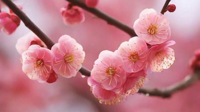 梅花的象征意义及其文化价值深度解析 第2张 梅花的象征意义及其文化价值深度解析 第2张