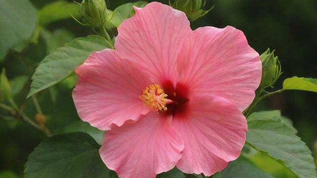 芙蓉的意思及其文化价值与现代应用全解析