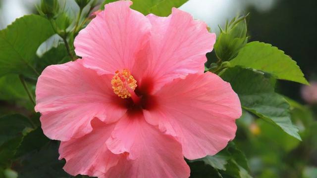 芙蓉的意思及其文化价值与现代应用全解析 第2张 芙蓉的意思及其文化价值与现代应用全解析 第2张