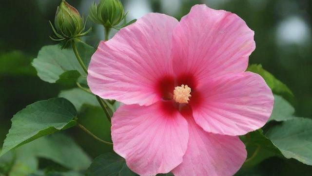 芙蓉是什么意思：从植物特性到文化象征的全面解析