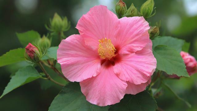 芙蓉是什么意思:从植物特性到文化象征的全面解析 第2张 芙蓉是什么意思:从植物特性到文化象征的全面解析 第2张