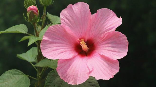 芙蓉是什么意思:从植物特性到文化象征的全面解析 第3张 芙蓉是什么意思:从植物特性到文化象征的全面解析 第3张