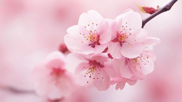 桃花运是什么及如何提升你的爱情运势 第2张 桃花运是什么及如何提升你的爱情运势 第2张