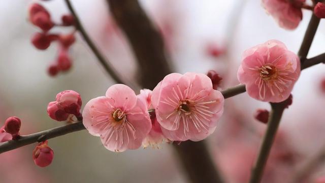 梅花象征什么:坚韧不拔、高洁孤傲与不畏严寒的精神内涵 第2张 梅花象征什么:坚韧不拔、高洁孤傲与不畏严寒的精神内涵 第2张