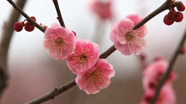 梅花象征什么:坚韧不拔、高洁孤傲与不畏严寒的精神内涵 第3张 梅花象征什么:坚韧不拔、高洁孤傲与不畏严寒的精神内涵 第3张
