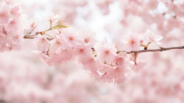 樱花是什么颜色 探索樱花的多彩世界与文化内涵 第2张 樱花是什么颜色 探索樱花的多彩世界与文化内涵 第2张