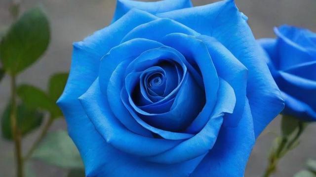 蓝色妖姬花语全解析：神秘高贵的遥不可及之爱与养护技巧