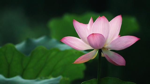 荷花象征什么？解读荷花在文化、宗教与现代生活中的深层寓意