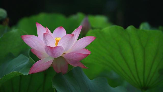 荷花象征什么？解读荷花在文化、宗教与现代生活中的深层寓意  第2张