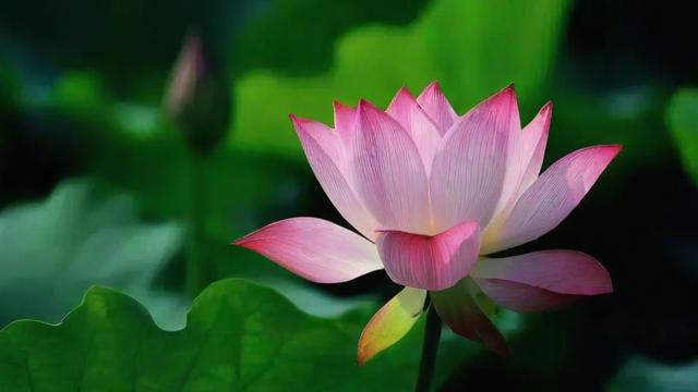 荷花象征什么？解读荷花在文化、宗教与现代生活中的深层寓意  第3张