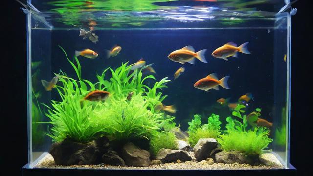 养鱼养几条合适?根据水族箱尺寸和过滤系统确定最佳养鱼数量 第3张 养鱼养几条合适?根据水族箱尺寸和过滤系统确定最佳养鱼数量 第3张