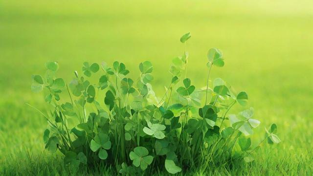 兔子草图片大全：提摩西草、苜蓿草和羊茅草的辨别与营养分析