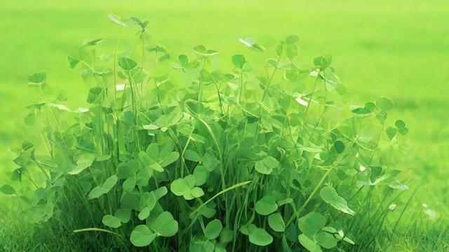 兔子草图片大全:提摩西草、苜蓿草和羊茅草的辨别与营养分析 第2张 兔子草图片大全:提摩西草、苜蓿草和羊茅草的辨别与营养分析 第2张