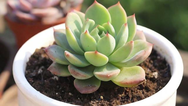 多肉怎么移植才能长得更好更健康？详细步骤教你轻松搞定