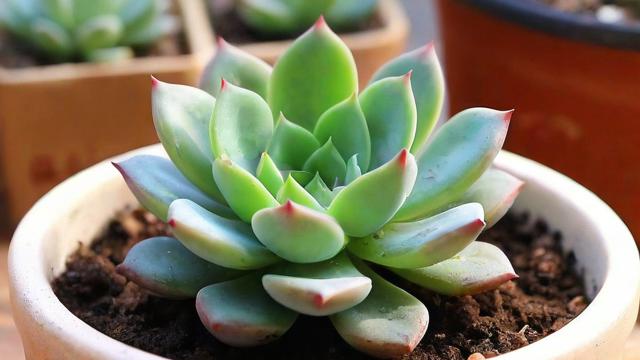 多肉怎么移植才能长得更好更健康?详细步骤教你轻松搞定 第2张 多肉怎么移植才能长得更好更健康?详细步骤教你轻松搞定 第2张