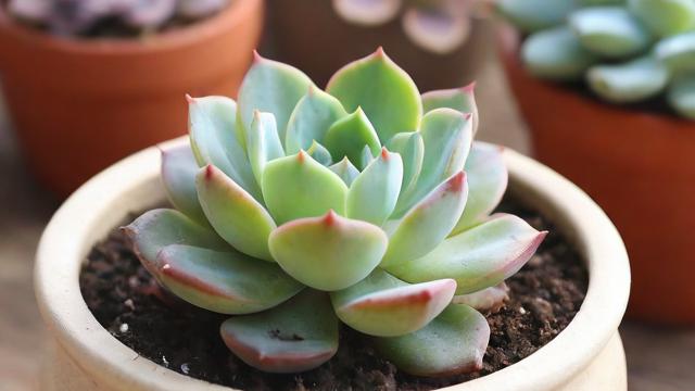 多肉怎么移植才能长得更好更健康?详细步骤教你轻松搞定 第3张 多肉怎么移植才能长得更好更健康?详细步骤教你轻松搞定 第3张