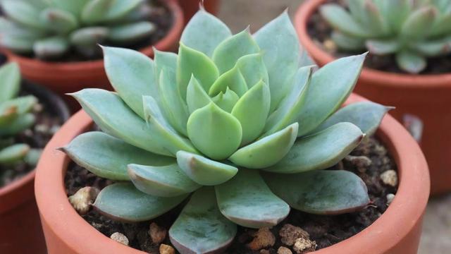 多肉的种类大揭秘：从景天科到仙人掌科，全面了解各类多肉植物