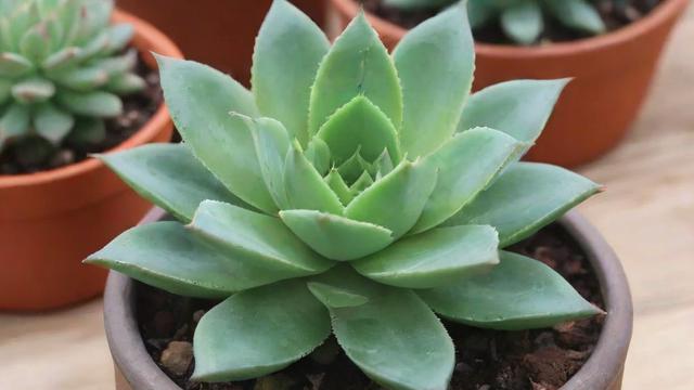 多肉的种类大揭秘:从景天科到仙人掌科,全面了解各类多肉植物 第2张 多肉的种类大揭秘:从景天科到仙人掌科,全面了解各类多肉植物 第2张