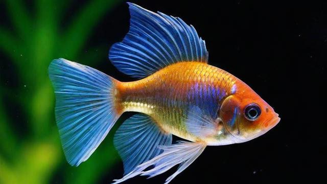 家里养鱼好吗 全面解析养鱼的好处与注意事项