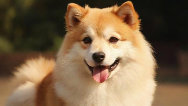 鸡犬不宁的来源与现代意义解析,助你理解成语背后的社会现象 第2张 鸡犬不宁的来源与现代意义解析,助你理解成语背后的社会现象 第2张